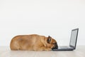 Cute brown french bulldog working on laptop at home and feeling tired. Pets indoors, lifestyle and technology concept Royalty Free Stock Photo