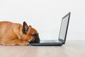 cute brown french bulldog working on laptop at home and feeling tired. Pets indoors, lifestyle and technology concept Royalty Free Stock Photo