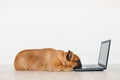 cute brown french bulldog working on laptop at home and feeling tired. Pets indoors, lifestyle and technology concept Royalty Free Stock Photo