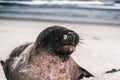 cute brown furry seal with nice mustache resting calmly lying on the white sand of the lonely beach near the sea waves