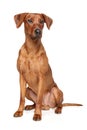 Cute brown German Pinscher sits