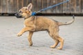 Cute brown German Shepherd dog baby puppy looks closely at the owner Royalty Free Stock Photo