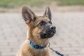 Cute brown German Shepherd dog baby puppy looks closely at the owner Royalty Free Stock Photo