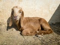 Cute brown goat kid sitting on grass. Royalty Free Stock Photo