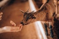 Cute brown goat kid sucking woman's finger