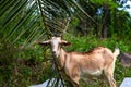 Cute brown goat on palm leaf background. South Asia village rural scene. Cute goat in tropical environment Royalty Free Stock Photo