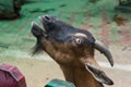 Cute brown goat portrait. Farm animal close up Royalty Free Stock Photo