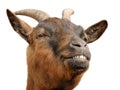 Cute brown goat's grin Royalty Free Stock Photo