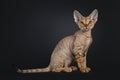 Devon Rex cat kitten on black background