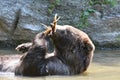 Brown grizzly about to nibble on a branch