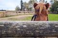 Cute brown pony horse hiding on a wood fence
