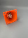 Cute brown hamster inside of an orange cone