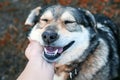 cute brown happy dog petting a human hand behind the ear in the Sunny garden on the street Royalty Free Stock Photo