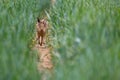 Cute brown hare running through crops in a field during the daytime Royalty Free Stock Photo