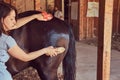 Cute brown horse in the countryside. Royalty Free Stock Photo