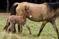 cute Brown Horse foal following its mother on pasture. Royalty Free Stock Photo