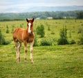 brown horse foal on pasture Royalty Free Stock Photo