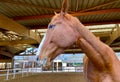 A beautiful tall brown horse in the stables