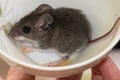 A small house mouse, Mus musculus, standing in a puddle of its urine inside of a china cup. Royalty Free Stock Photo