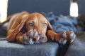 Cute brown hungarian vizsla puppy