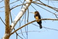 Close-up of a Brown Jacamar perching on tree branch, Amazonian rainforest, Mato Grosso, Brazil Royalty Free Stock Photo