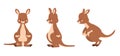 Cute brown kangaroo cartoon illustrations