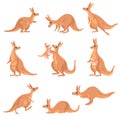 Cute Brown Kangaroo Set, Wallaby Australian Animal Character in Different Poses Vector Illustration