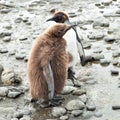 Juvenile king penguin chicks, cute penguins with fluffy feathers Royalty Free Stock Photo