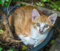 Cute brown kitten lay curled up in flowerpot Royalty Free Stock Photo