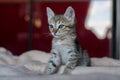 Cute brown kitten is sitting on the bed. Falling asleep Little Short hair cat Royalty Free Stock Photo