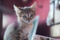 Cute brown kitten is sitting on the table. falling asleep little cat Royalty Free Stock Photo