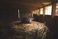 Cute brown kitten taking a peaceful nap on a pile of straw Royalty Free Stock Photo