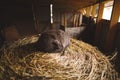 Cute brown kitten taking a peaceful nap on a pile of straw Royalty Free Stock Photo