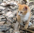 Cute brown kitten toileting Royalty Free Stock Photo