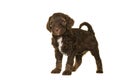 Cute brown labradoodle puppy standing isolated on a white background looking at the camera, with space for copy Royalty Free Stock Photo