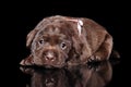 Cute brown Labrador puppy on black background Royalty Free Stock Photo