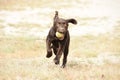 Cute brown labrador puppy dog running with ball in his mouth