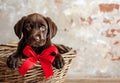 Cute brown labrador puppy with red bow in basket, rustic brick wall on background
