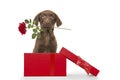 Cute brown labrador retriever puppy holding a red rose in its mouth in a red present box on a white background Royalty Free Stock Photo