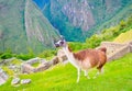 Cute brown lama walking around inca ruins of Machu Picchu in Peru