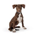 Cute Brown Large Breed Puppy Dog Sitting