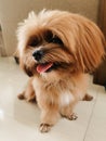 Cute brown long fur dog with its tounge out Royalty Free Stock Photo