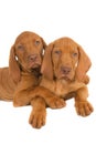 Cute brown Magyar Vizsla puppies hugging each other on a white surface