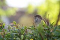 Cute brown male sparrow