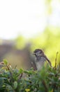 Cute brown male sparrow