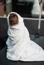 Cute brown mini poodle wrapped in a white towel after washing in a grooming salon.