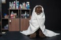 Cute brown mini poodle wrapped in a white towel after washing in a grooming salon.