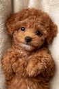 Cute brown mini toy poodle Royalty Free Stock Photo