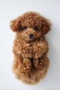 Cute brown mini toy poodle Royalty Free Stock Photo