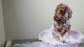 A cute brown mini toy poodle is soaped up in a bowl in a grooming salon. Royalty Free Stock Photo